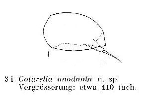 Carlin, B (1939): Meddelanden Lunds Universitets Limnologiska Institution 2 p.12, fig.3e